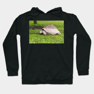 Giant tortoise eating grass Hoodie